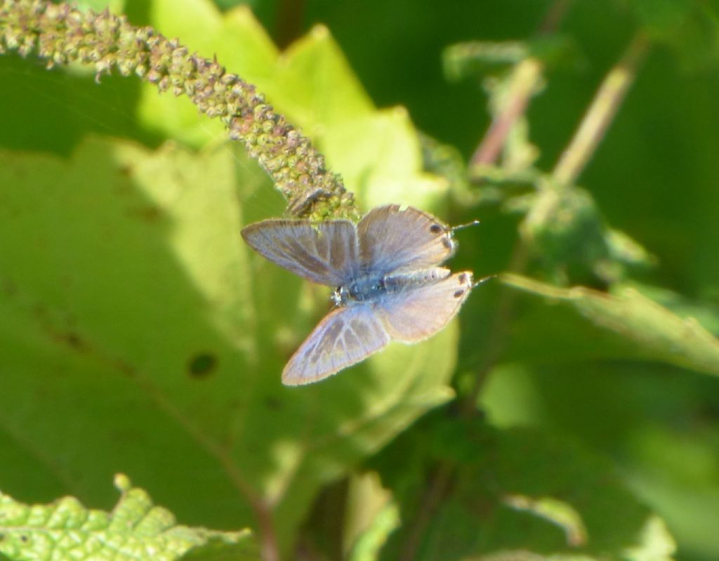 Leptotes pirithous